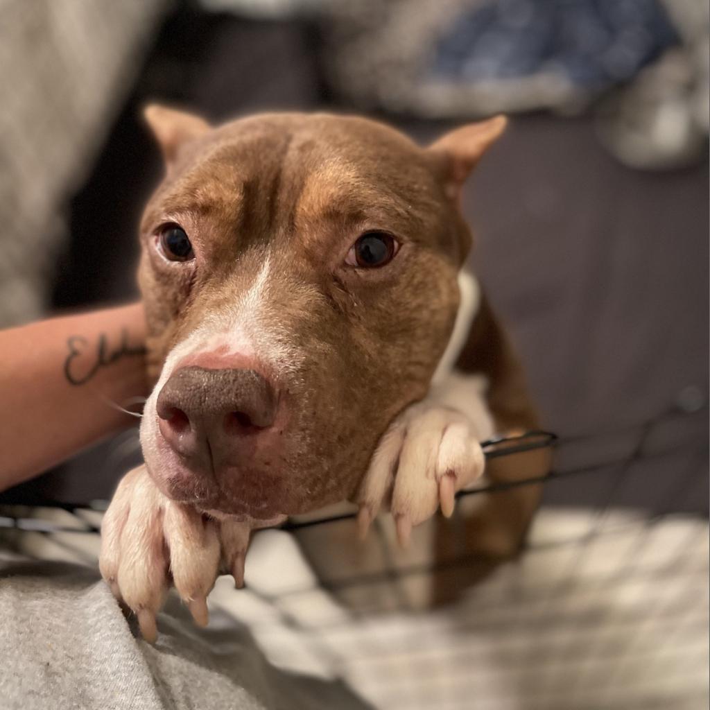 Shorty, an adoptable Pit Bull Terrier, Mixed Breed in QUINCY, FL, 32351 | Photo Image 4