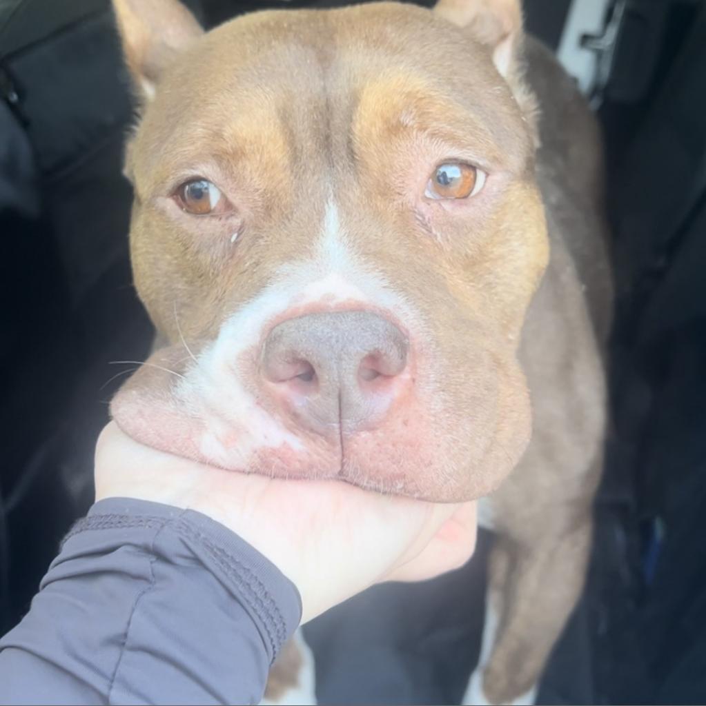 Shorty, an adoptable Pit Bull Terrier, Mixed Breed in QUINCY, FL, 32351 | Photo Image 5