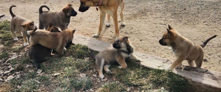 Moxy, an adoptable Belgian Shepherd / Malinois & German Shepherd Dog Mix in Temecula, CA_image-3