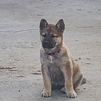 Moxy, an adoptable Belgian Shepherd / Malinois & German Shepherd Dog Mix in Temecula, CA_image-5