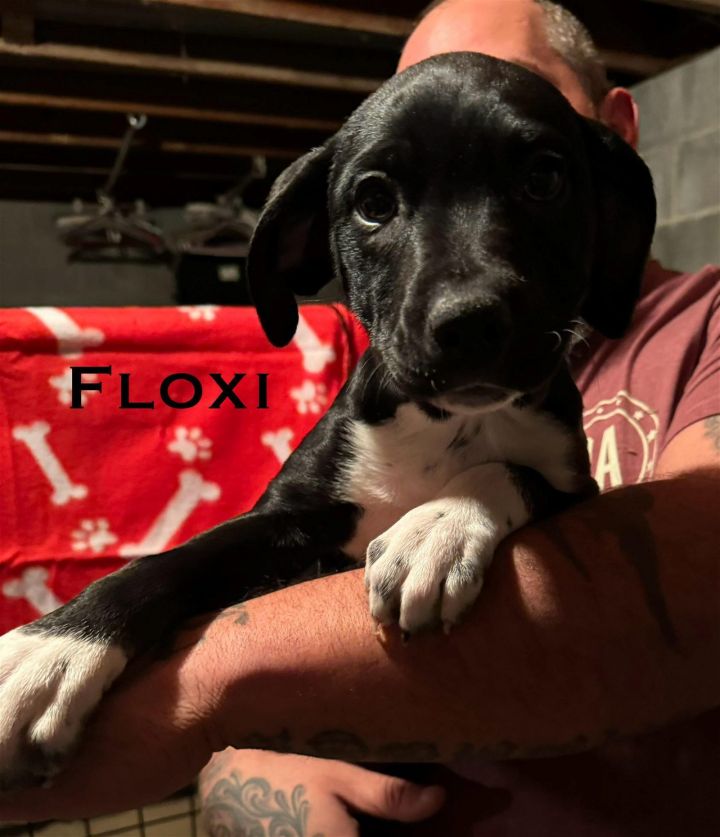 Floxi 3