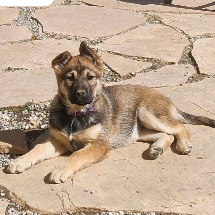 Violet, an adoptable Belgian Shepherd / Malinois & German Shepherd Dog Mix in Temecula, CA_image-4
