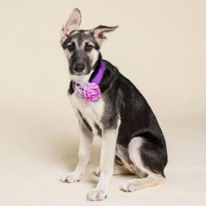 Greta Garbo from our Old Hollywood litter is ready to foxtrot into your heart and home Ask to mee