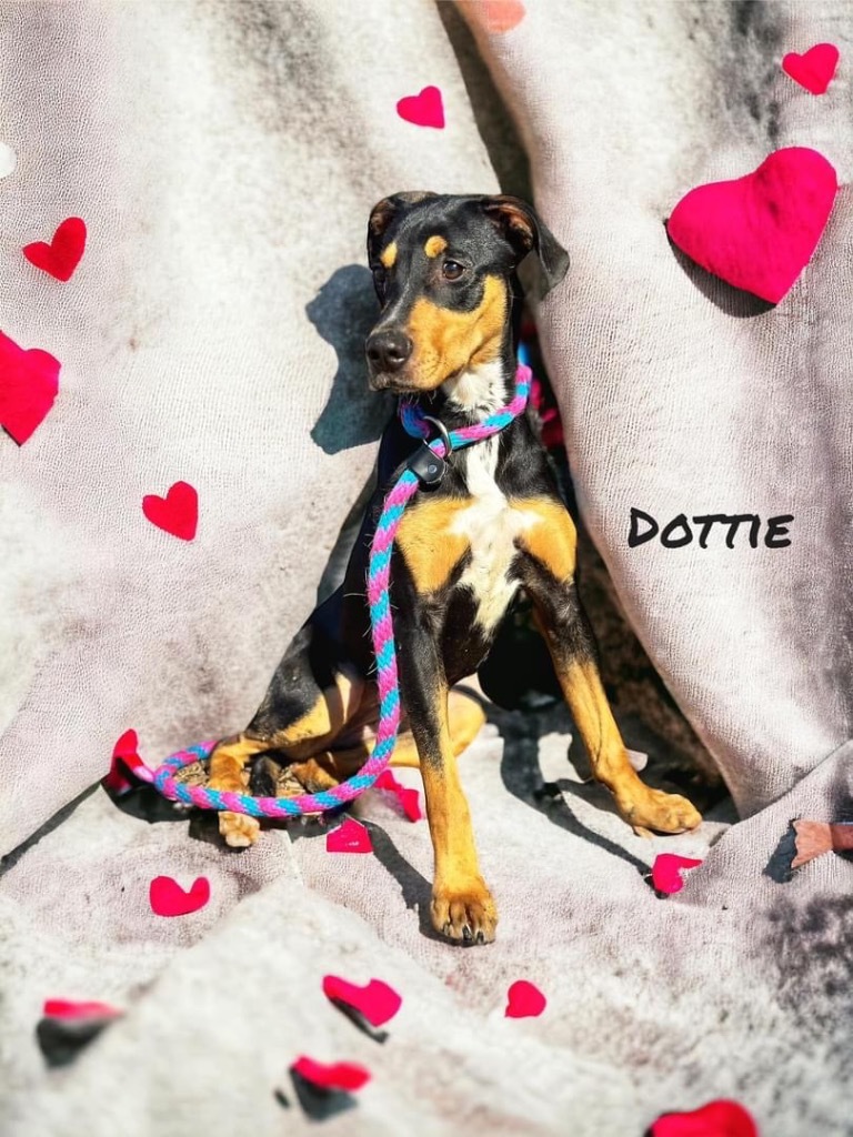 Dottie