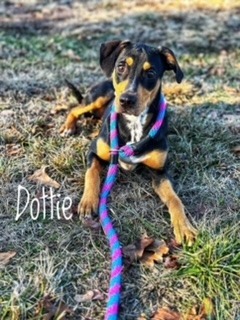 Dottie