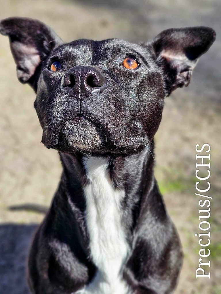 Precious, an adoptable Pit Bull Terrier in New Bern, NC, 28563 | Photo Image 1