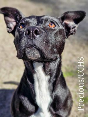 Precious, Adult Female Pit Bull Terrier
