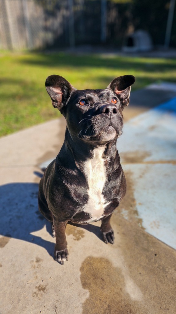 Precious, an adoptable Pit Bull Terrier in New Bern, NC, 28563 | Photo Image 1