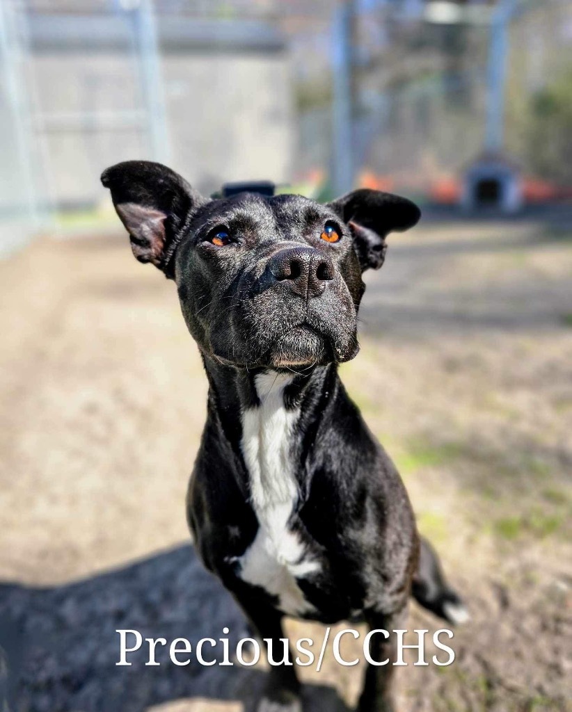 Precious, an adoptable Pit Bull Terrier in New Bern, NC, 28563 | Photo Image 3