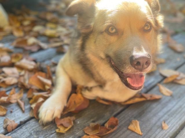 Brody, an adoptable Siberian Husky & Norwegian Elkhound Mix in Portland, CT_image-3