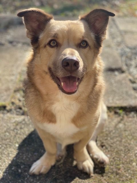 Brody, an adoptable Siberian Husky & Norwegian Elkhound Mix in Portland, CT_image-4