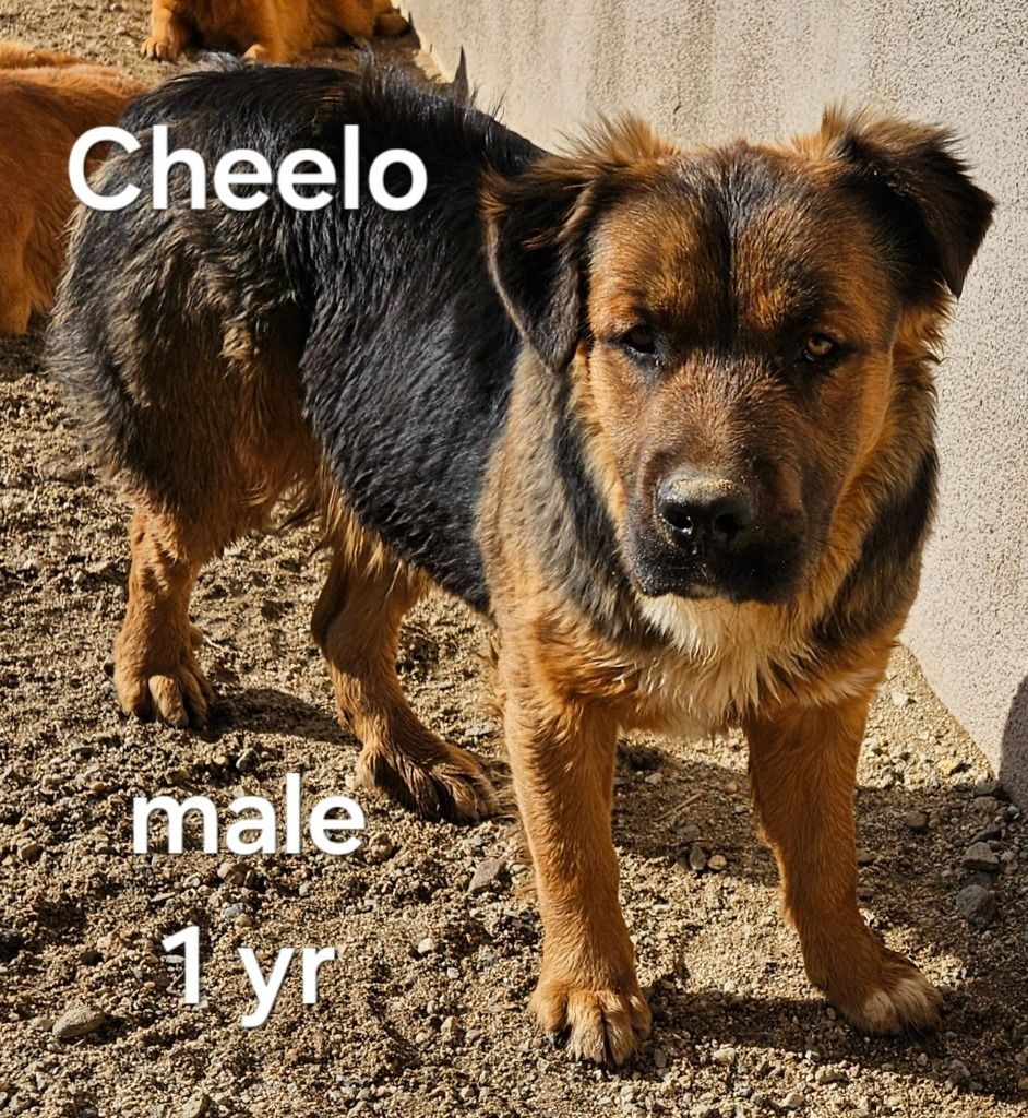 Cheelo (CP) Adopt Me!