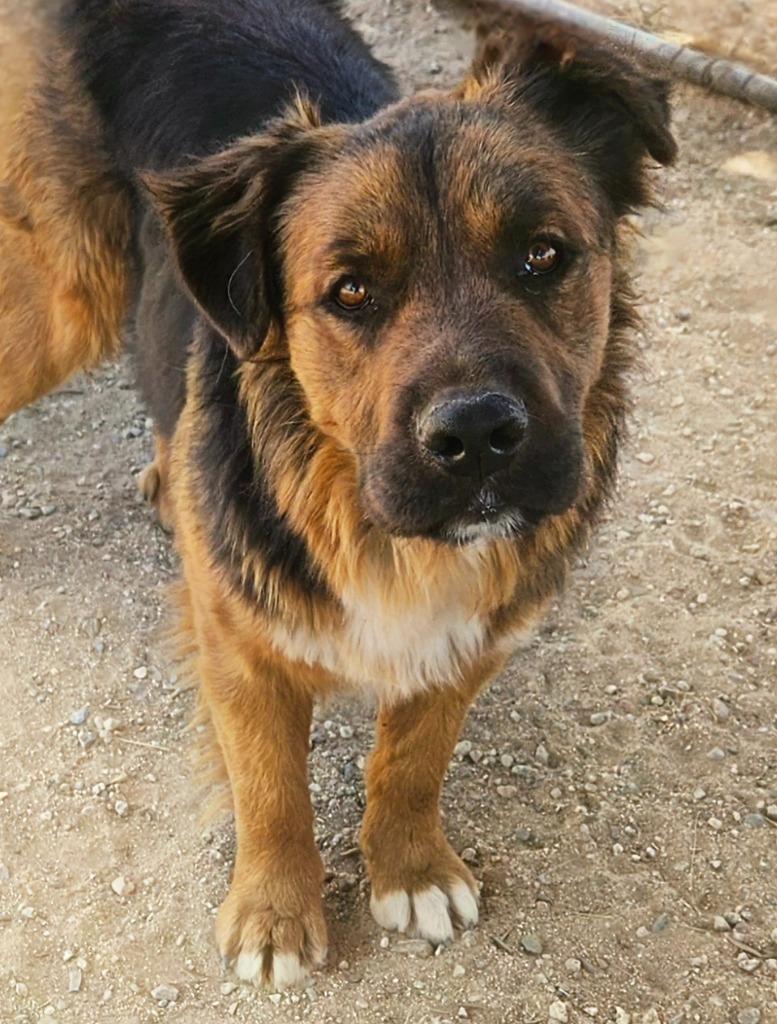 Cheelo (CP) Adopt Me!, an adoptable Shepherd, Corgi in Anaheim, CA, 92801 | Photo Image 4