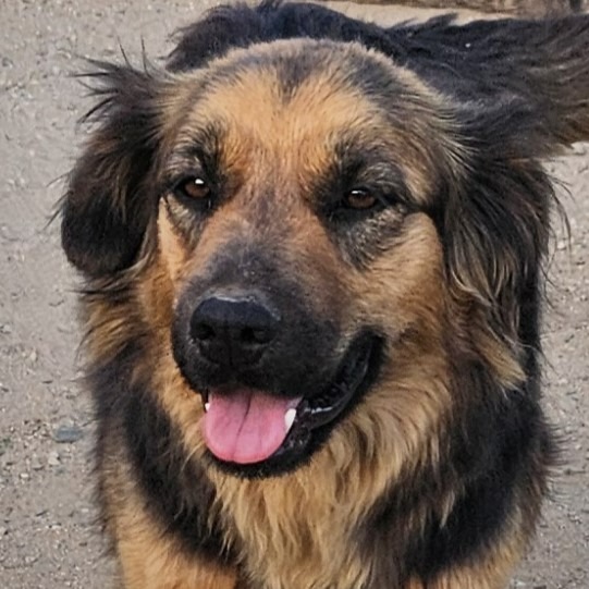 Dog for adoption - Sheila (CP) Adopt Me!, a Shepherd Mix in Anaheim, CA ...