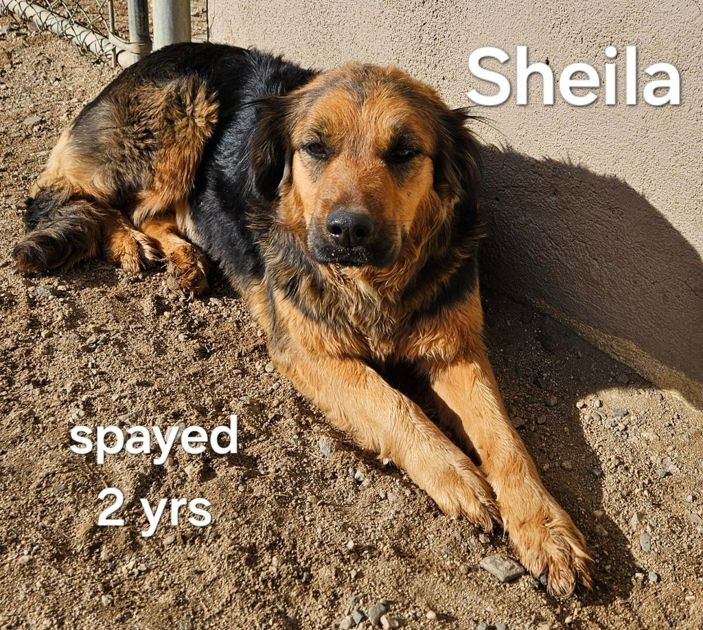 Sheila (CP) Adopt Me!