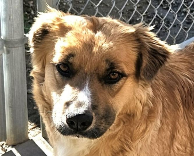Petunia (CP) Adopt Me!