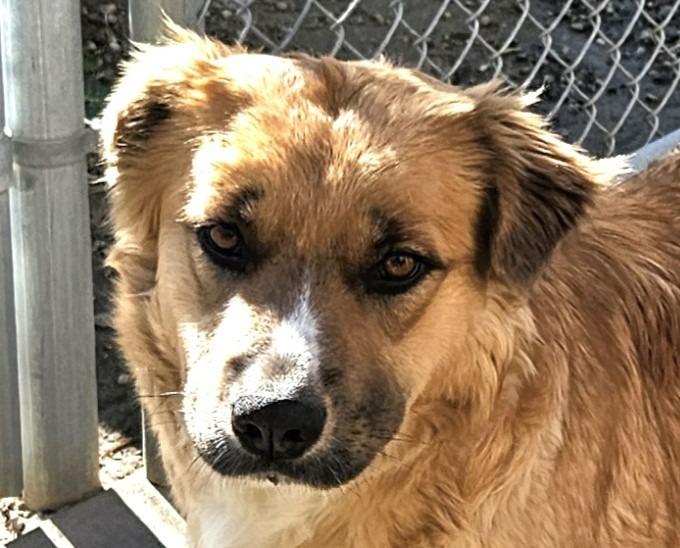 Petunia (CP) Adopt Me! 1