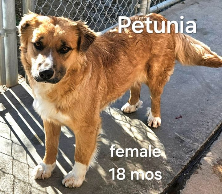 Petunia (CP) Adopt Me! 2