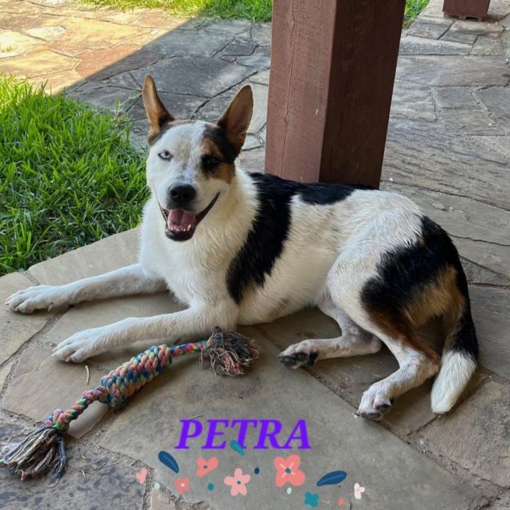 Petra, an adoptable Australian Cattle Dog / Blue Heeler & Australian Shepherd Mix in Littleton, CO_image-1