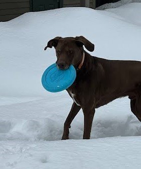 Bo Diddley, an adoptable Labrador Retriever & Retriever Mix in Winter Park, CO_image-2
