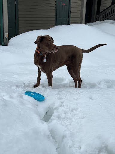 Bo Diddley, an adoptable Labrador Retriever & Retriever Mix in Winter Park, CO_image-3