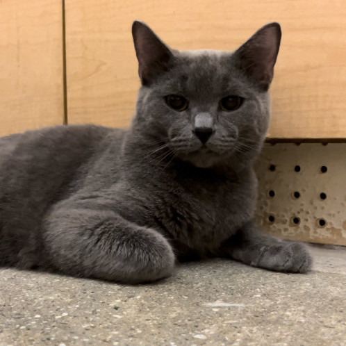 Silver, an adoptable Domestic Short Hair in Tustin, CA_image-4