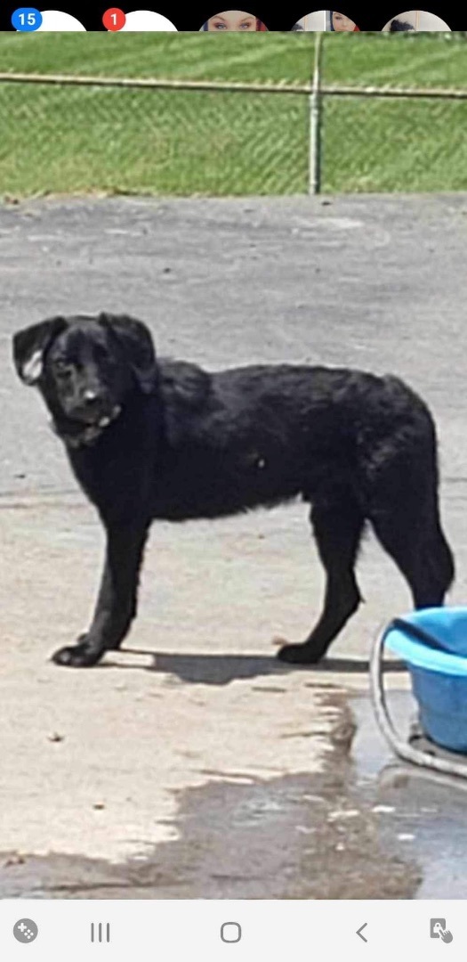 Shadow, an adoptable Border Collie in Upper Rawdon, NS, B0N 2N0 | Photo Image 1