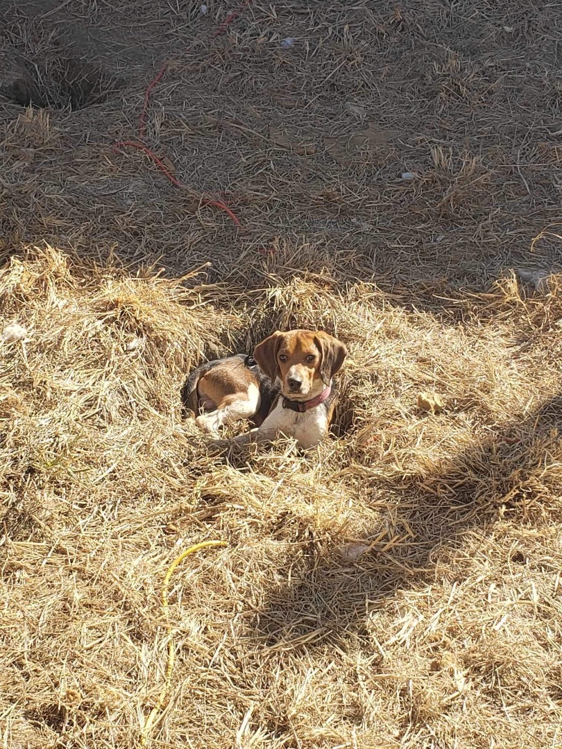 Jack, an adoptable Beagle in Upper Rawdon, NS, B0N 2N0 | Photo Image 1