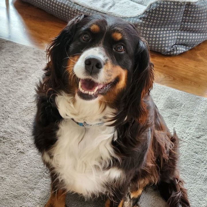 Petfinder bernese sale mountain dog