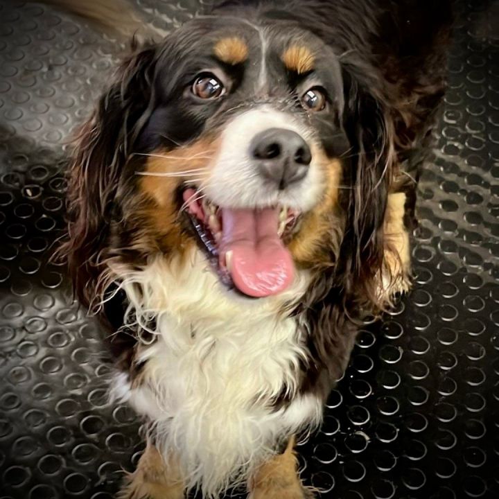 Dog for adoption Peanut Butter a Bernese Mountain Dog in