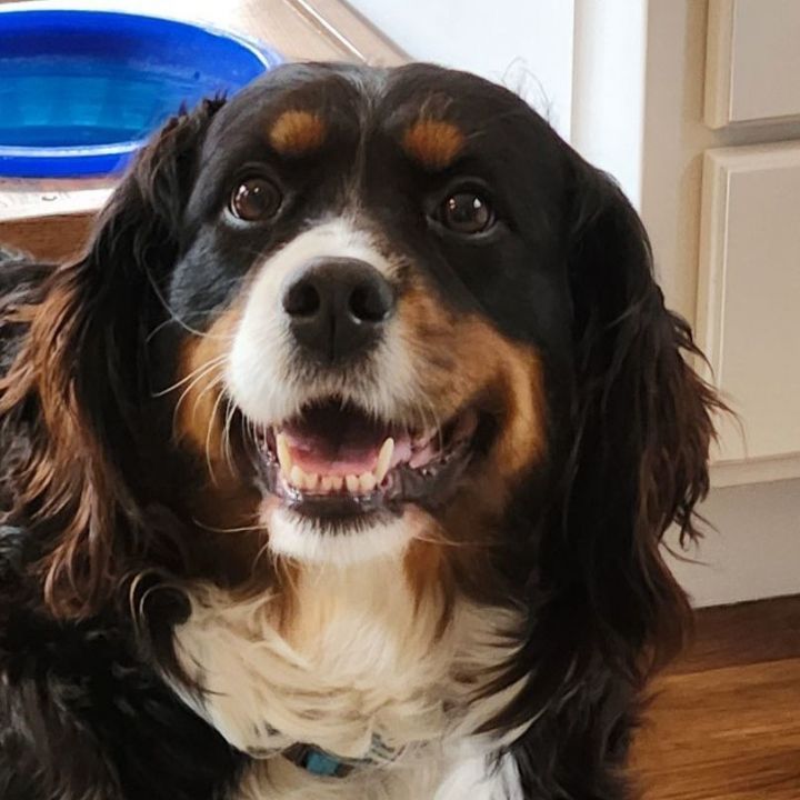 Petfinder bernese sale mountain dog