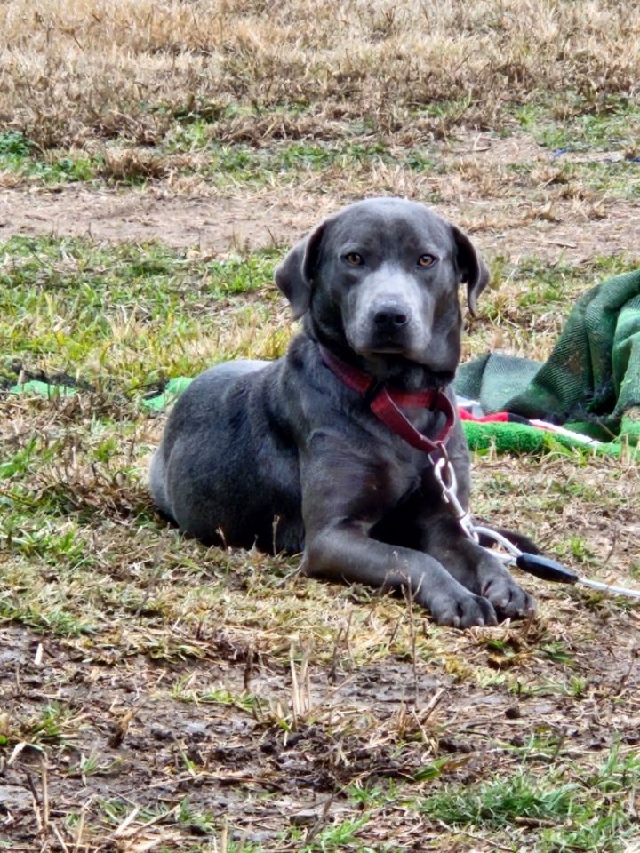 Blue lacy best sale lab mix