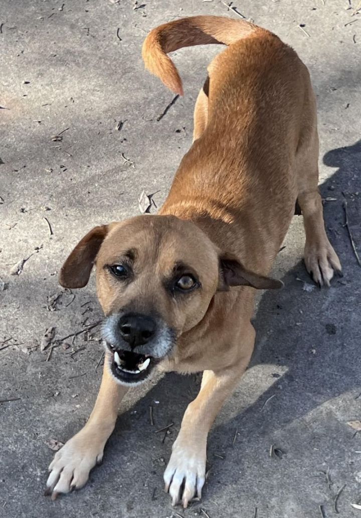 Dog for adoption Marlin TX, a Beagle Mix in Boonton, NJ Petfinder