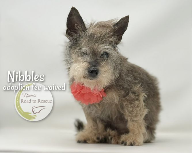 Nibbles (FEE WAIVED)