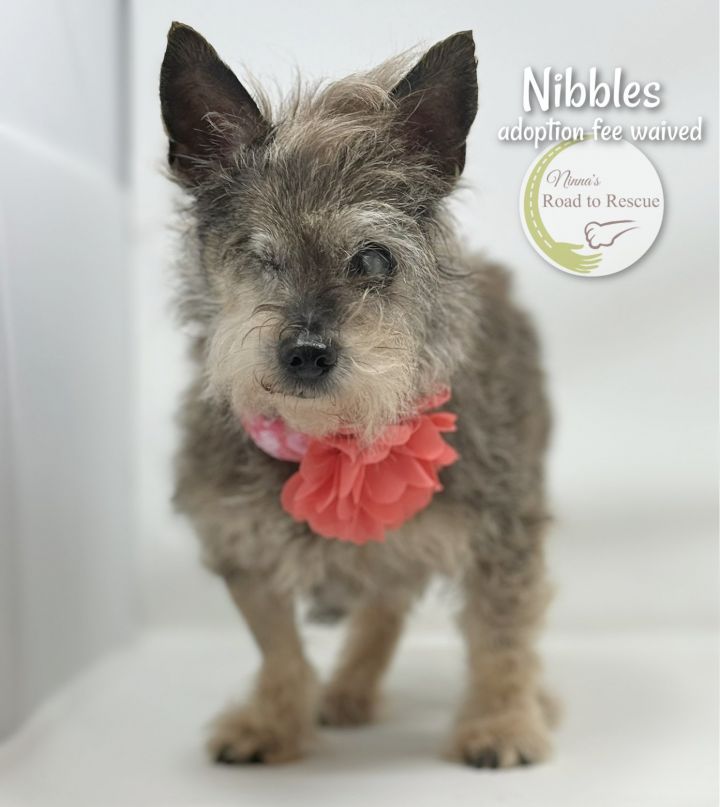 Nibbles (FEE WAIVED) 2