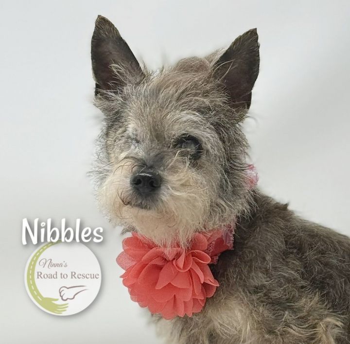 Nibbles (FEE WAIVED) 3