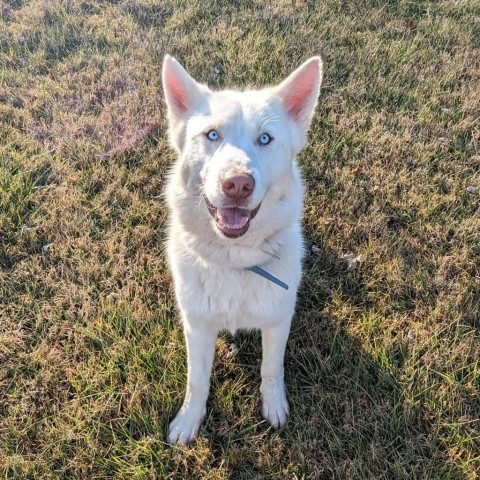 Dog for adoption - Josh, a Siberian Husky Mix in Middletown, OH | Petfinder