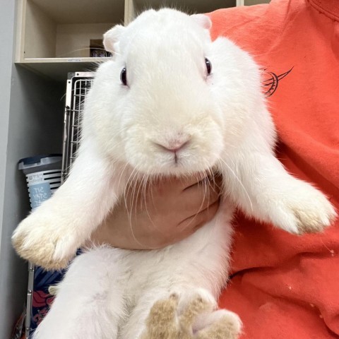 Albino best sale mini lop