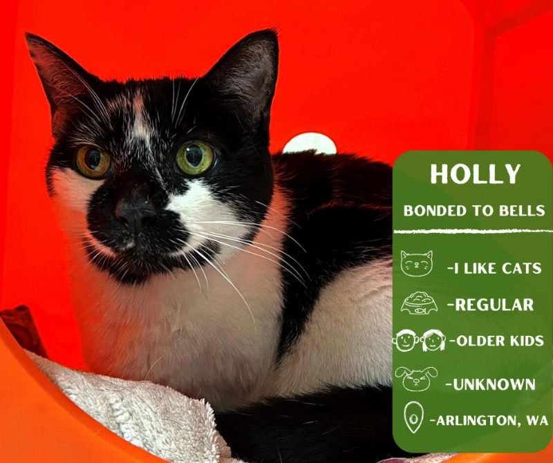 Holly, an adoptable Domestic Short Hair in Arlington, WA, 98223 | Photo Image 1