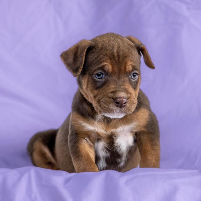 Sunstone Pup - Carnelian - Adopted!