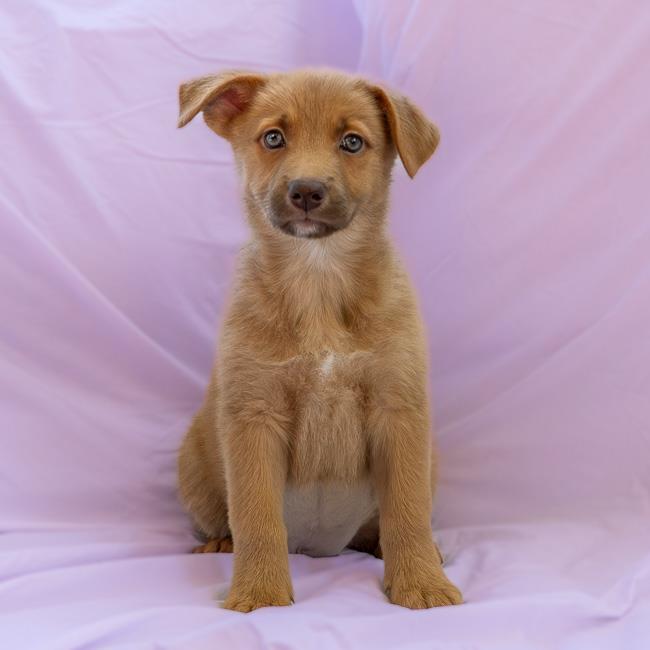 Sunstone Pup - Red Jasper - Adopted!