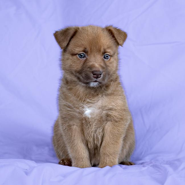 Sunstone Pup - Red Jasper - Adopted!