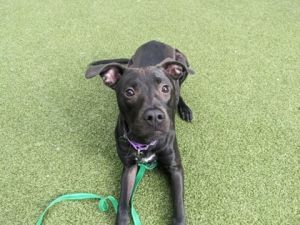 What my friends at Seattle Humane say about me I am a young pup who is ready to learn Im