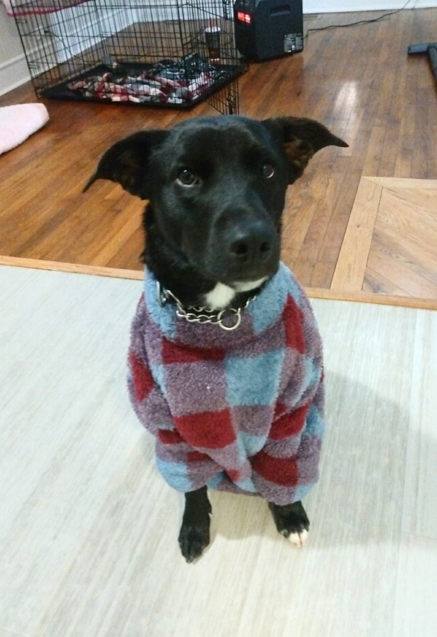 Neo, an adoptable Labrador Retriever & Australian Shepherd Mix in Erie, PA_image-5
