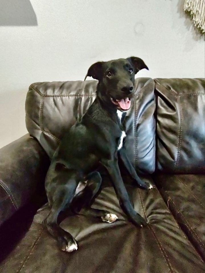 Neo, an adoptable Labrador Retriever & Australian Shepherd Mix in Knoxville, TN_image-1