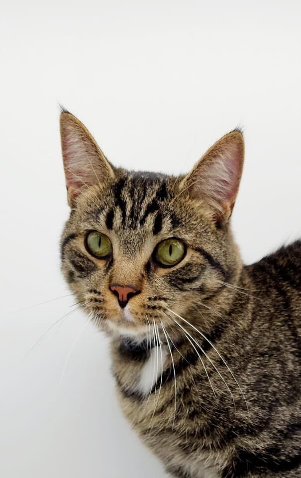 Chester IX, an adoptable Domestic Short Hair in Muskegon, MI_image-1