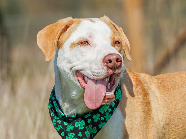 Romeo, an adoptable Retriever & Pit Bull Terrier Mix in Portland, OR_image-1