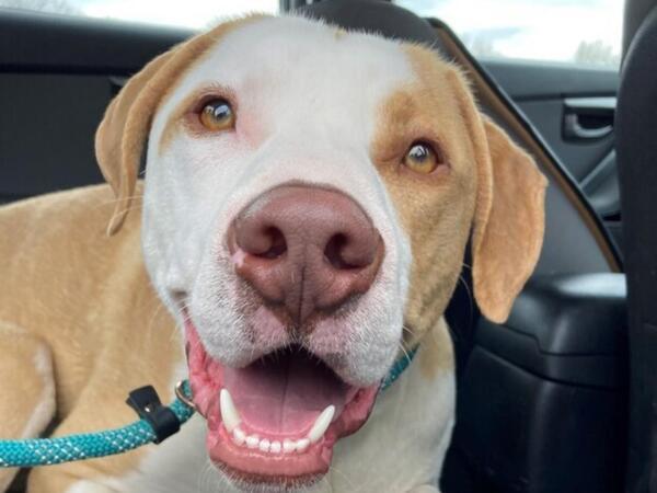 Romeo, an adoptable Retriever & Pit Bull Terrier Mix in Portland, OR_image-2