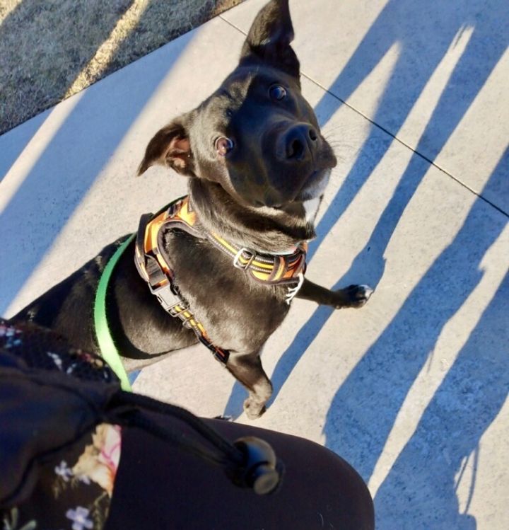 Neo, an adoptable Labrador Retriever & Australian Shepherd Mix in Charleston, WV_image-3