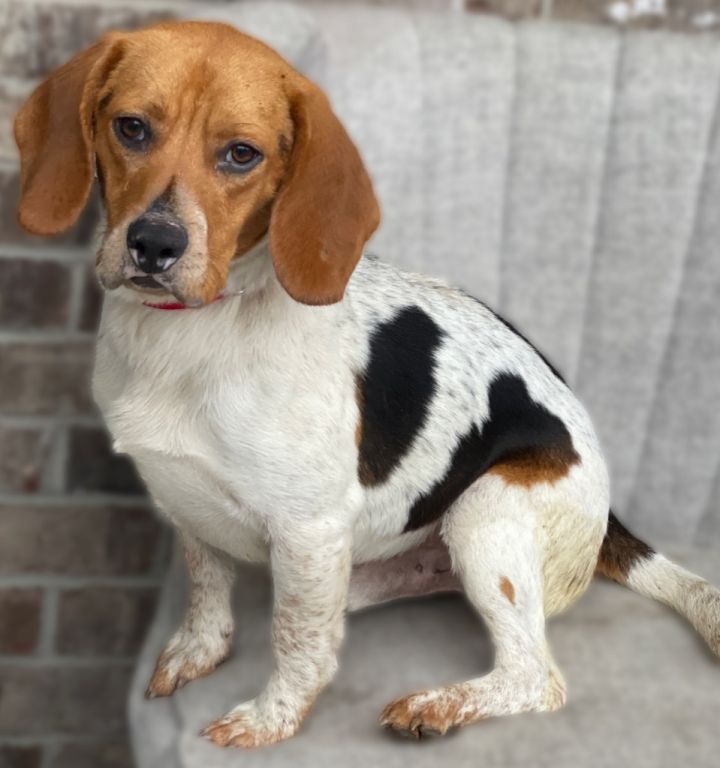 Scooter, an adoptable Beagle Mix in Dalton, GA_image-1